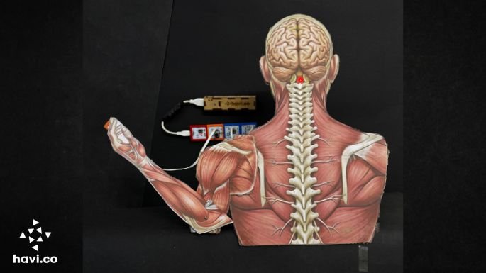 reflex action model